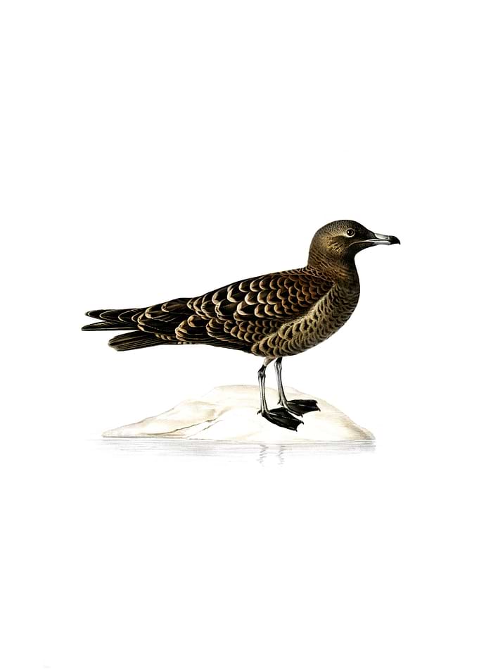 Parasitic Jaeger Skua Bird
