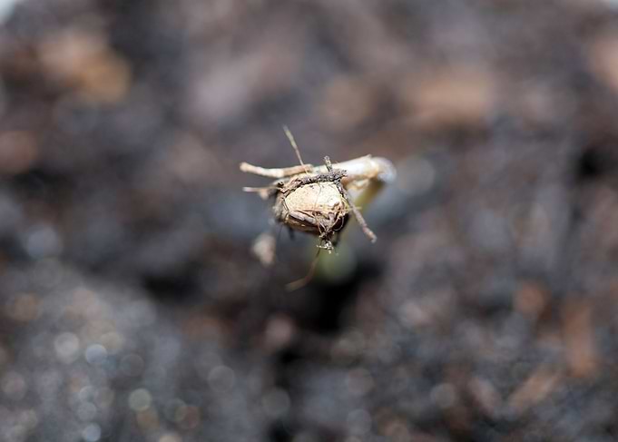 Cannabis cotyledons macro