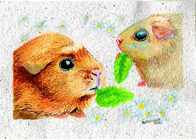 Guinea Pig cobayos