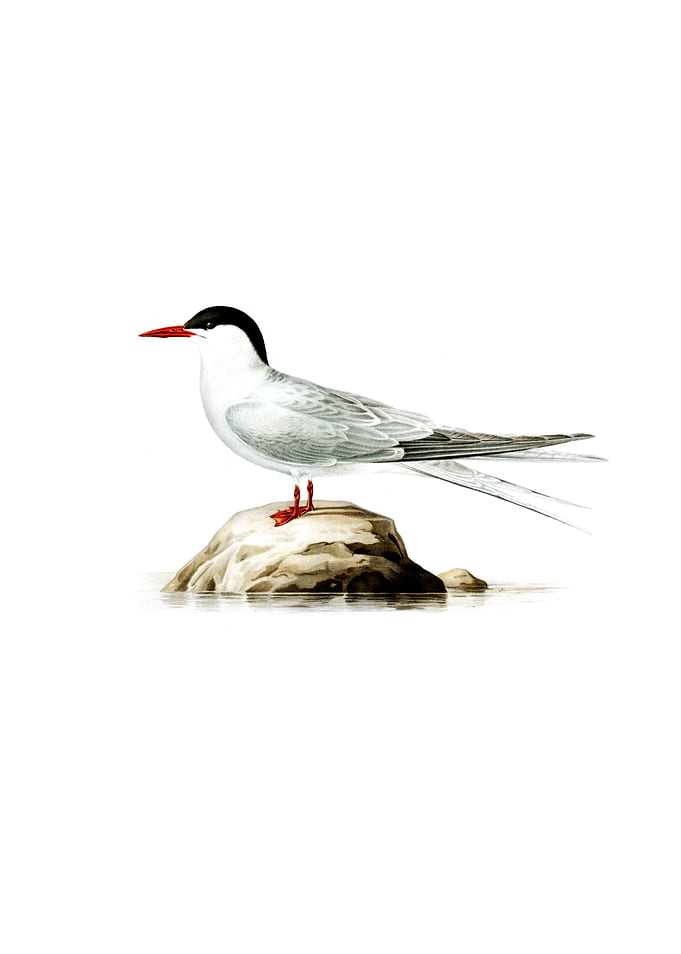 Vintage Arctic Tern Bird