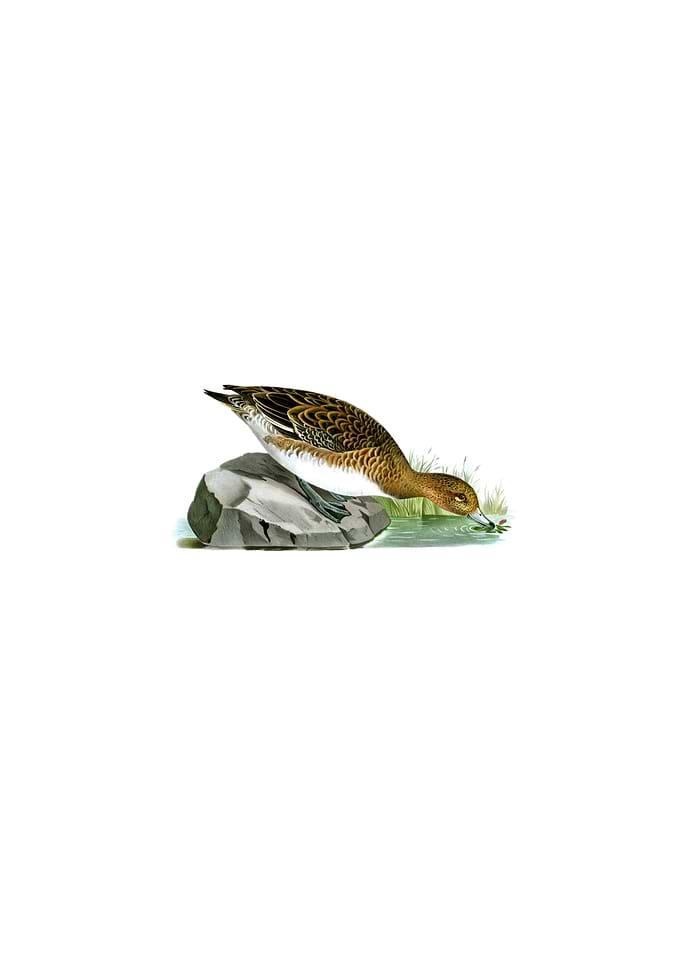 Eurasian Wigeon Bird