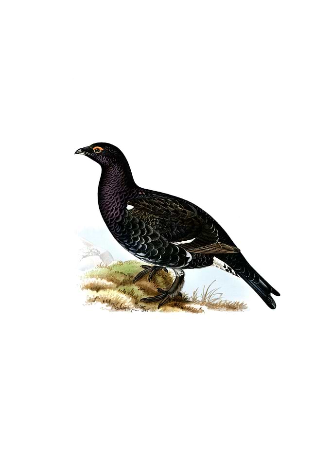 Grouse Capercaillie Hybrid