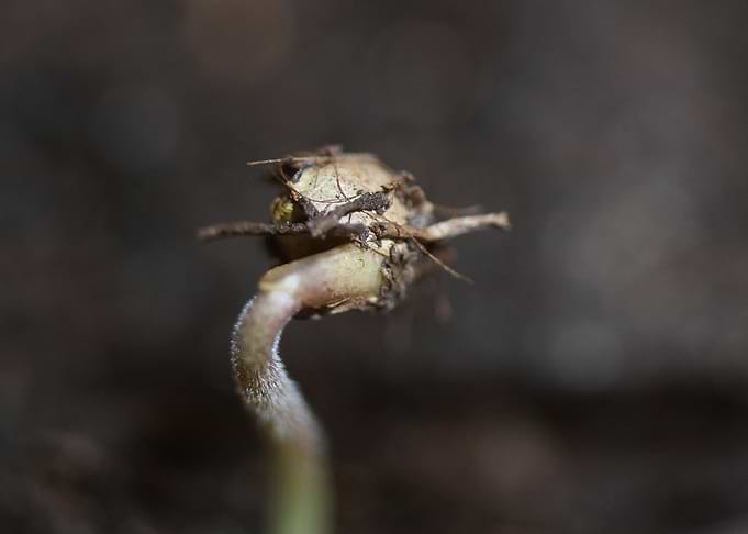 Marihuana plant cotyledons