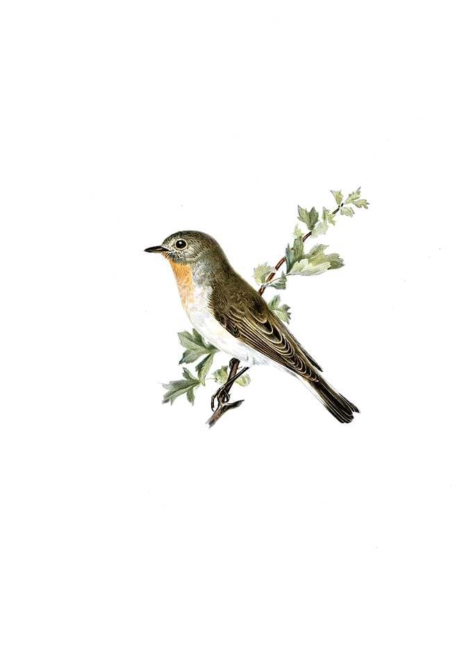 Red Breasted Flycatcher
