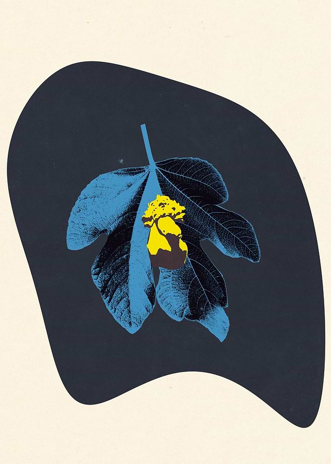 Fig Leaves