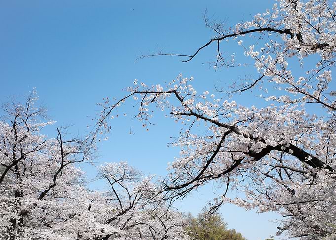 SAKURA in Tokyo