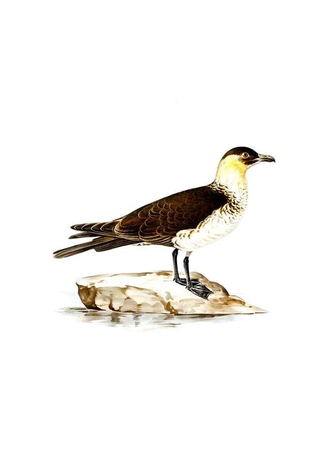 Pomarine Jaeger Skua Bird