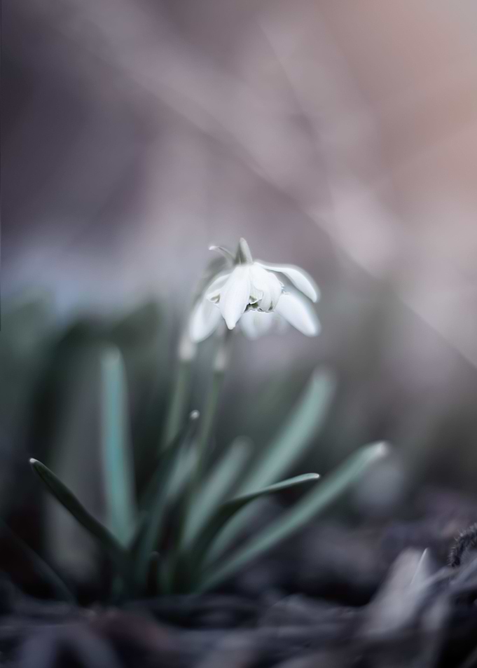 Spring white snowdrops