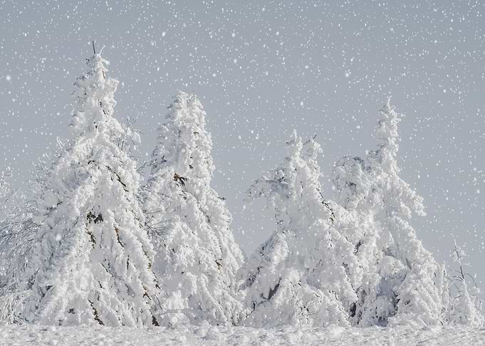 Snow laden