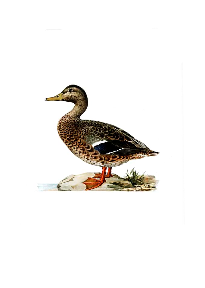 Vintage Mallard Duck