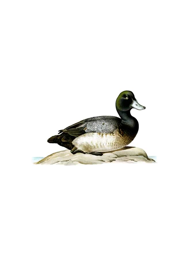 Vintage Greater Scaup Duck
