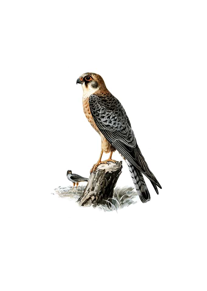 Vintage Red Footed Falcon