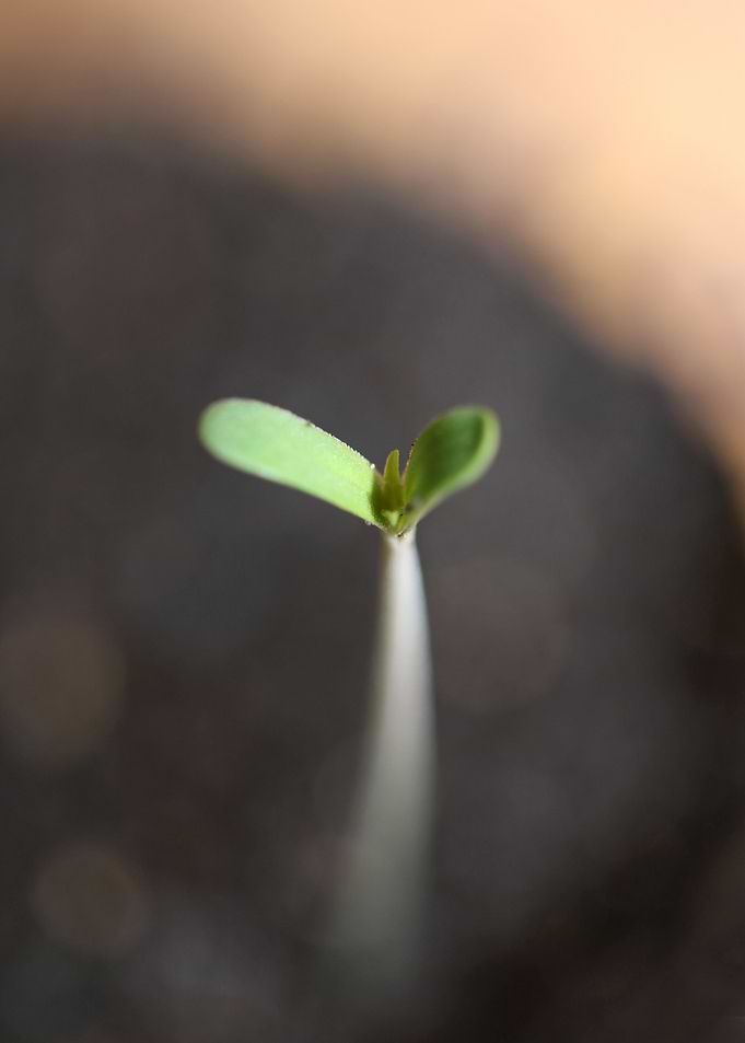 Marihuana plant cotyledons
