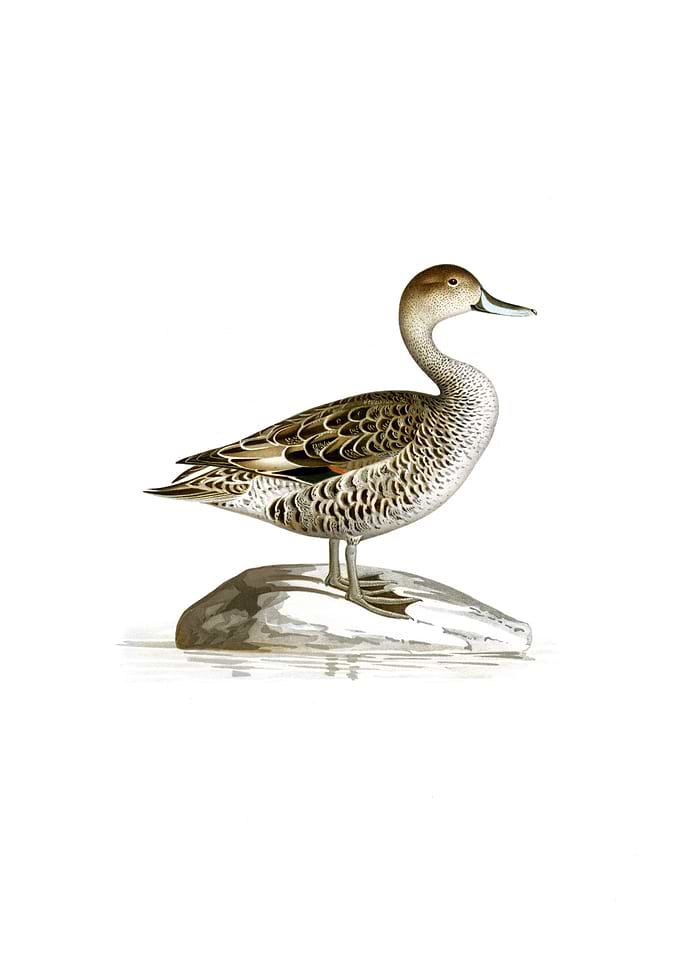 Northern Pintail Duck
