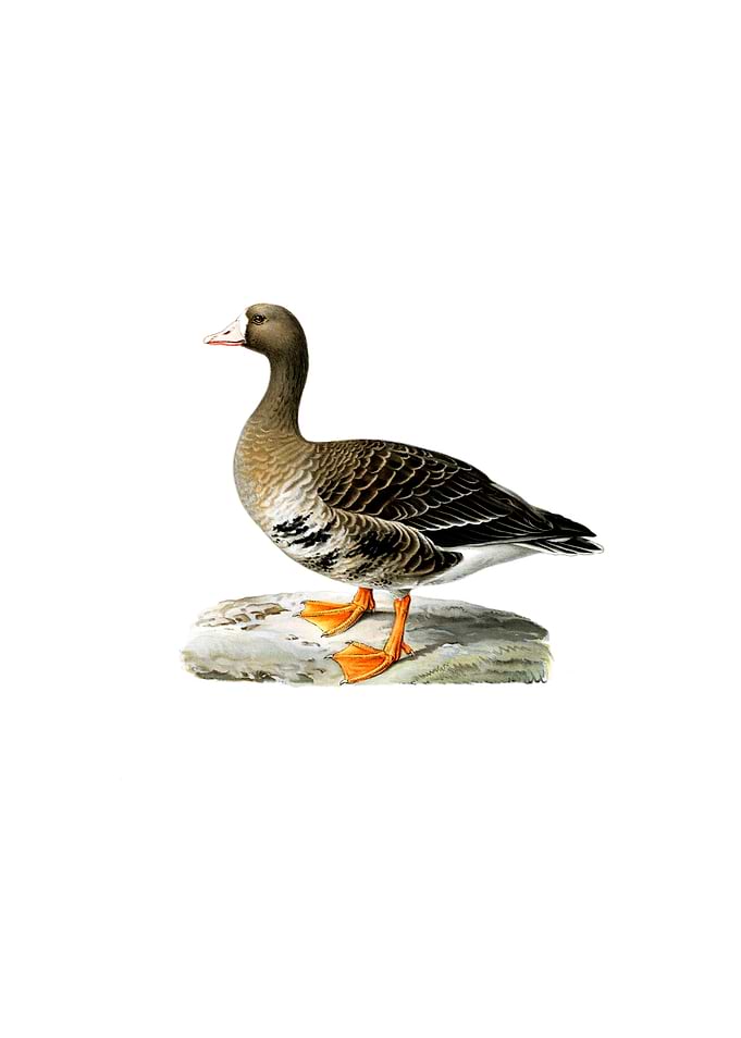 White Fronted Goose