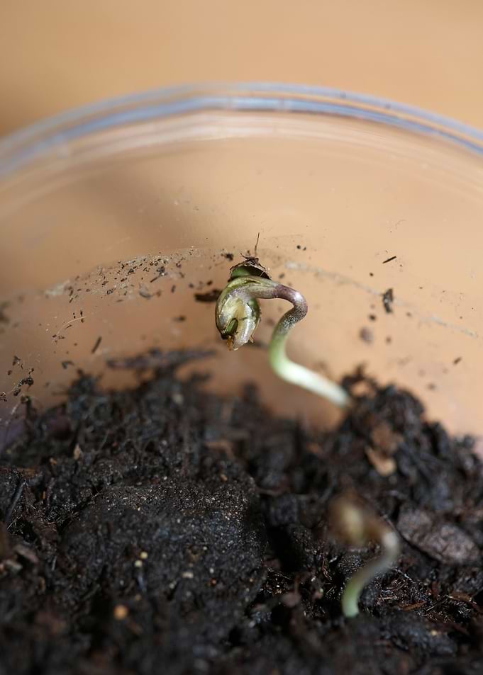 Cannabis cotyledons macro