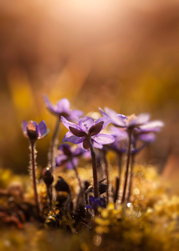Floral composition