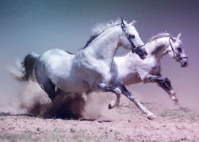 Horses