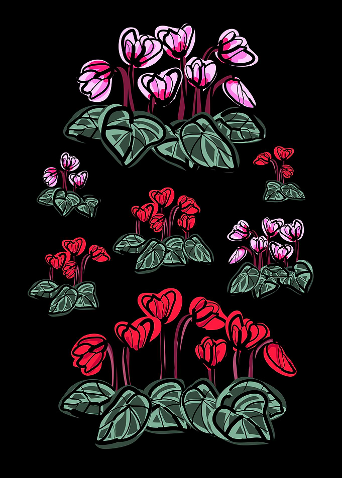 Cyclamen blossom