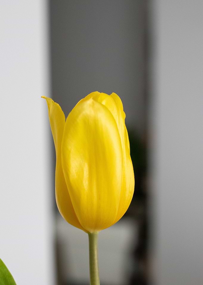 Yellow Tulip