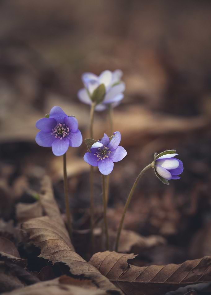 Floral composition