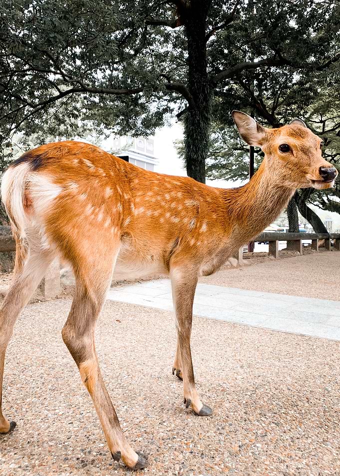Curious Deer in Nara Japan