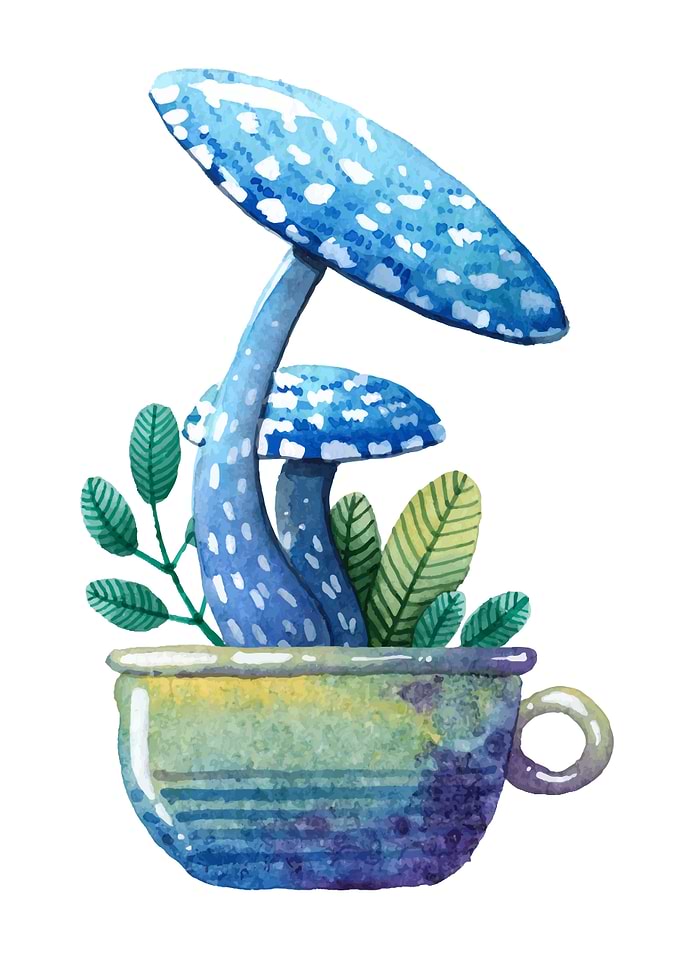 Mushroom 2