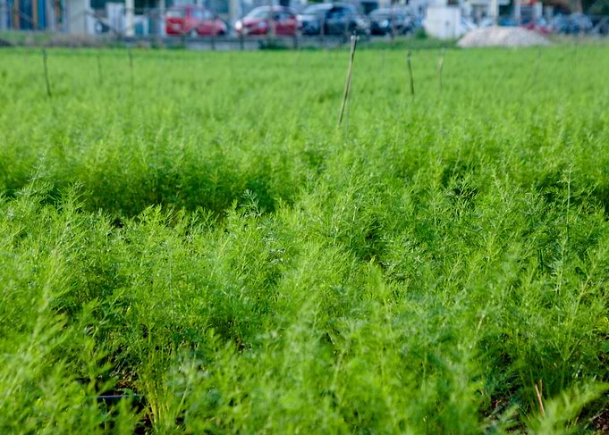 Grass field city limits bl