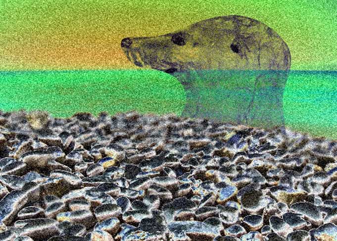 Endangered Animals seal