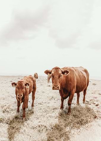 Highland Cow Art