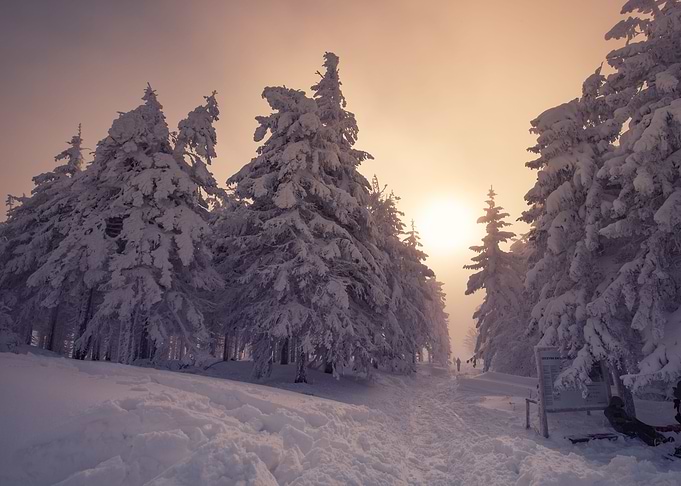 Winter trees in mountains