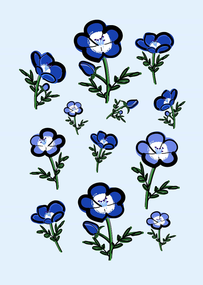 Nemophila Blossom