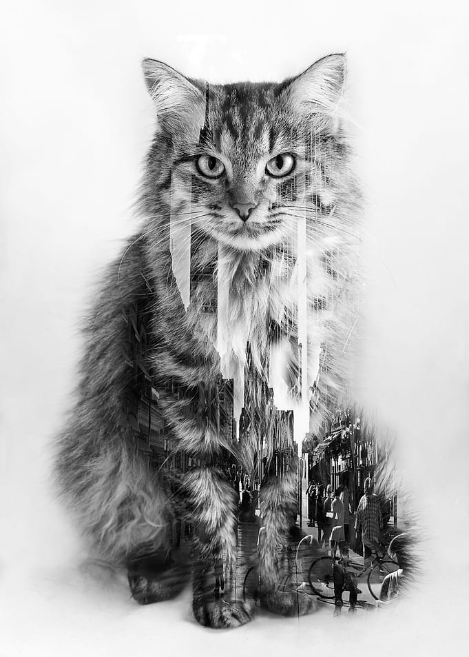 Urban cat