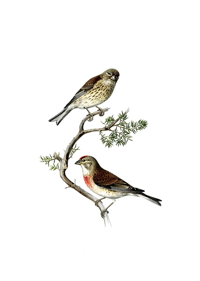 Vintage Common Linnet Bird