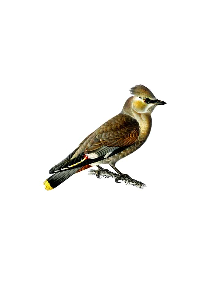 Bohemian Waxwing