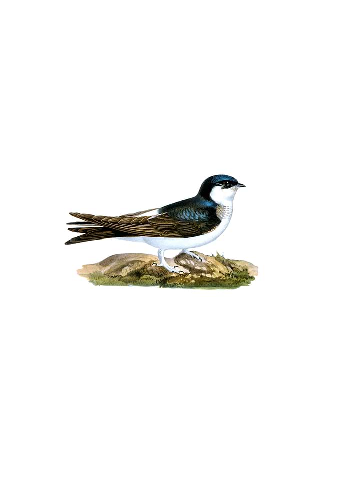 Common House Martin Bird