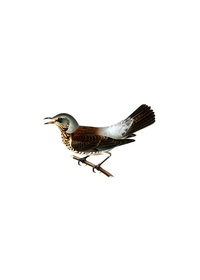 Fieldfare Bird