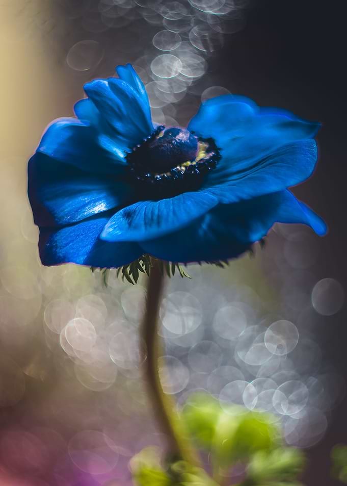 Blue 1