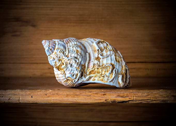 Seashell