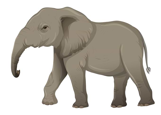 Elephant Cute
