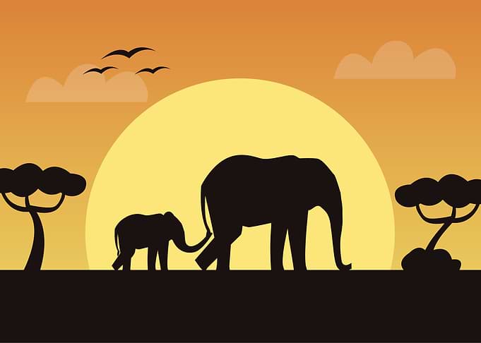 Elephant Cute
