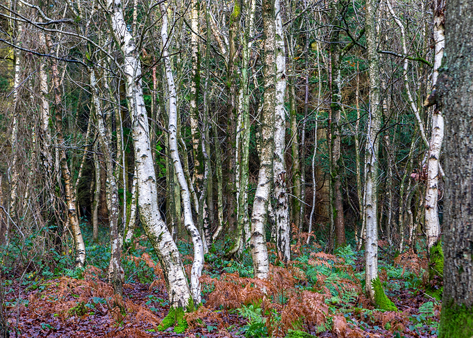 Silver Trees