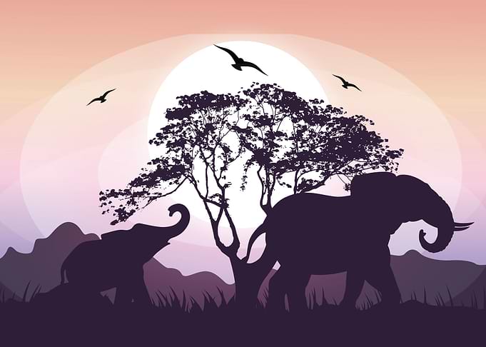 Elephant Cute