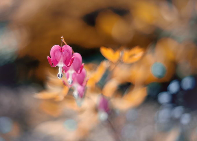 Spring pink flowers,garden