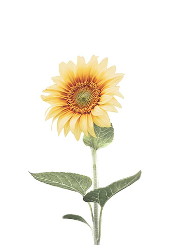Sunflower Art