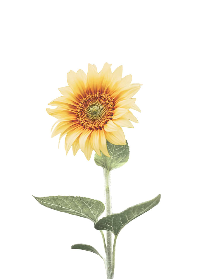 Sunflower Art