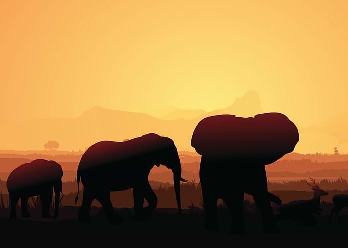 Elephant Cute