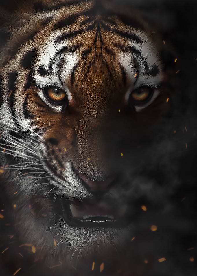 wild tiger face poster