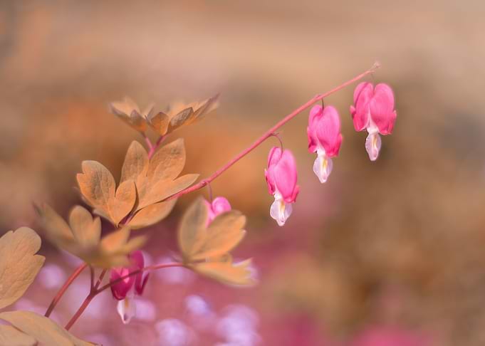 Pink flowers in the garden