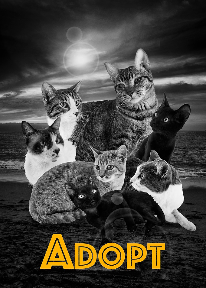 Adopt